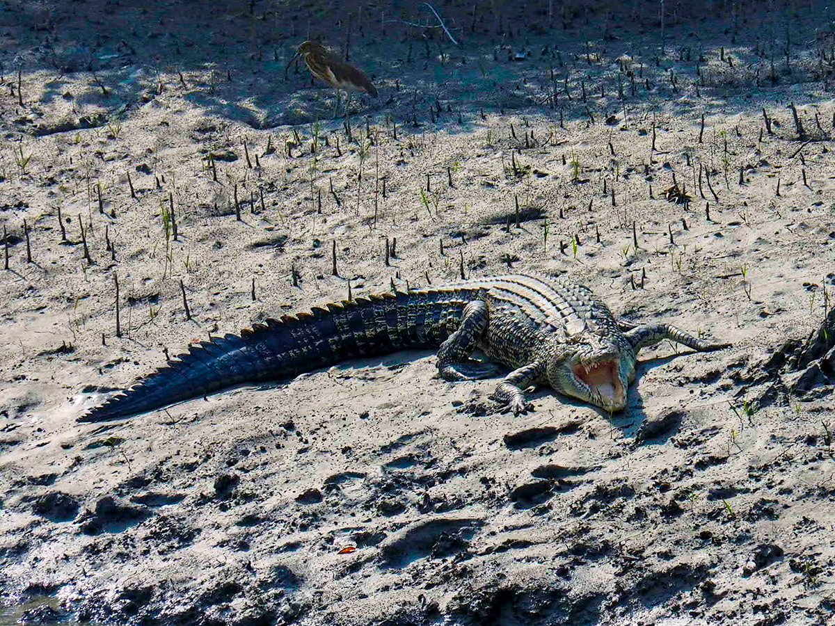 Sundarbans