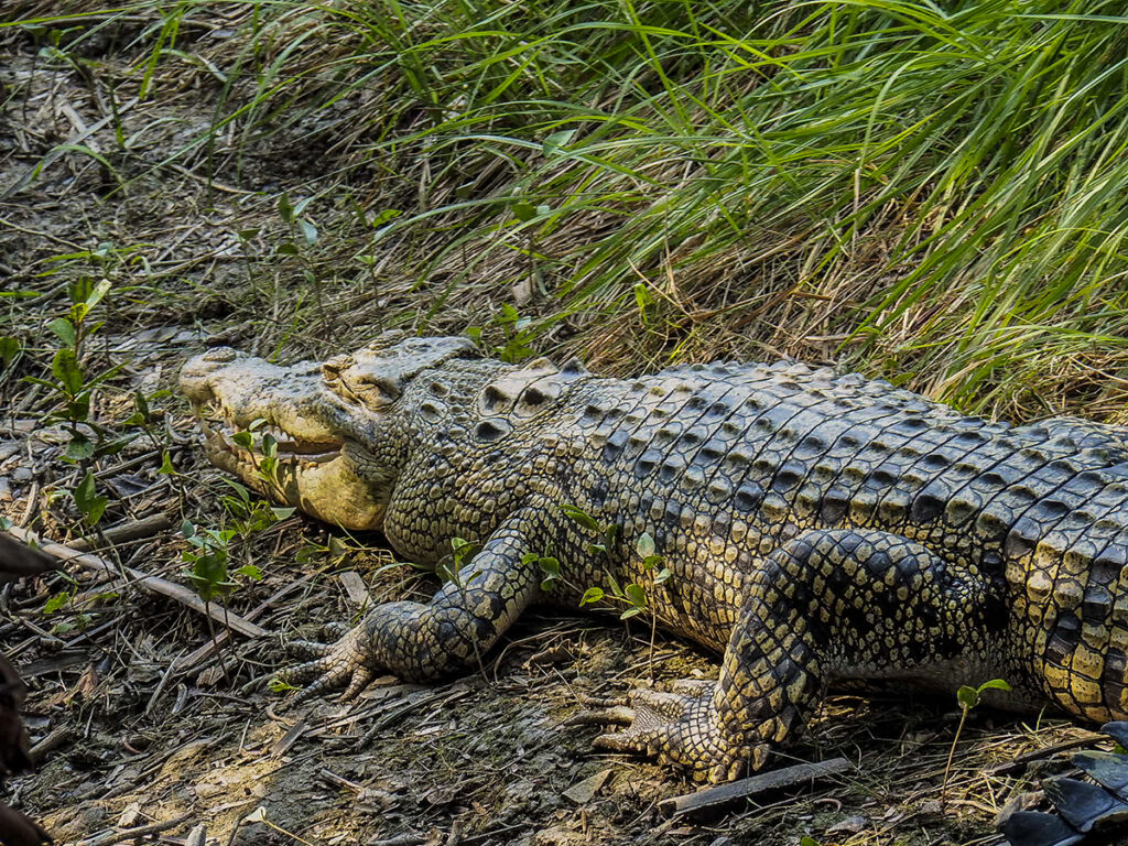 Cocodrilo Sundarbans