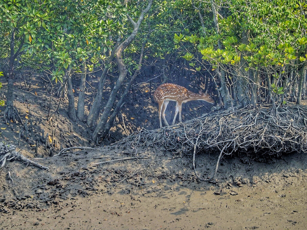 Gazela Sundarbans