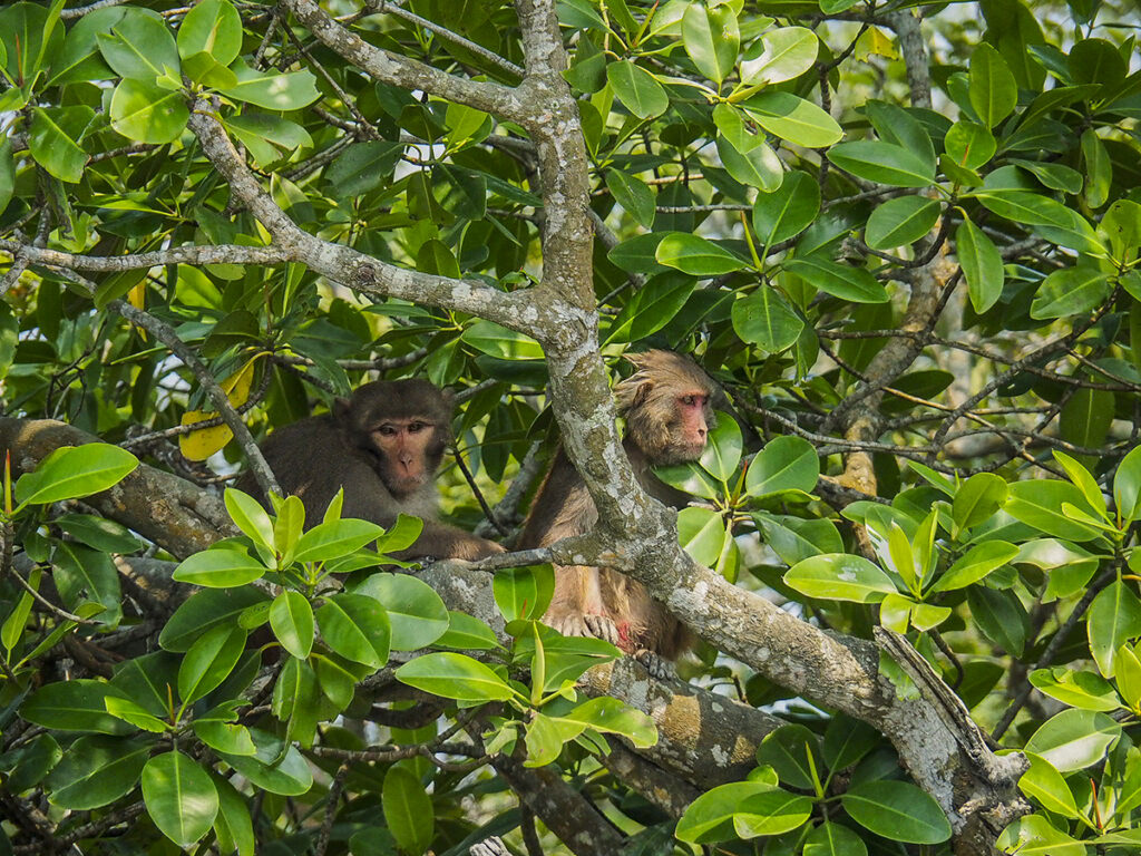Macacos-Sundarbans