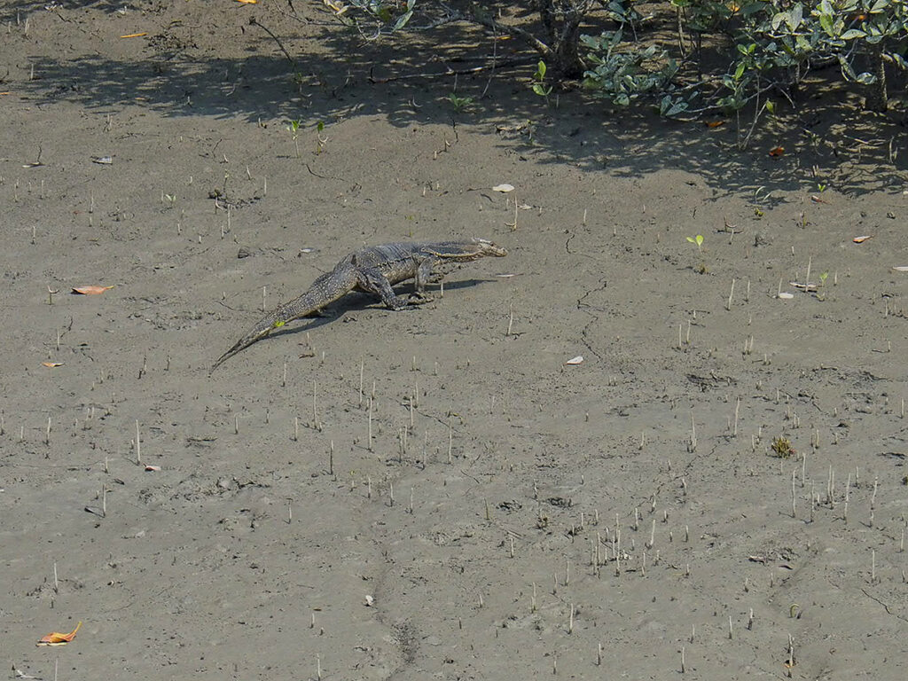 Varano-Sundarbans