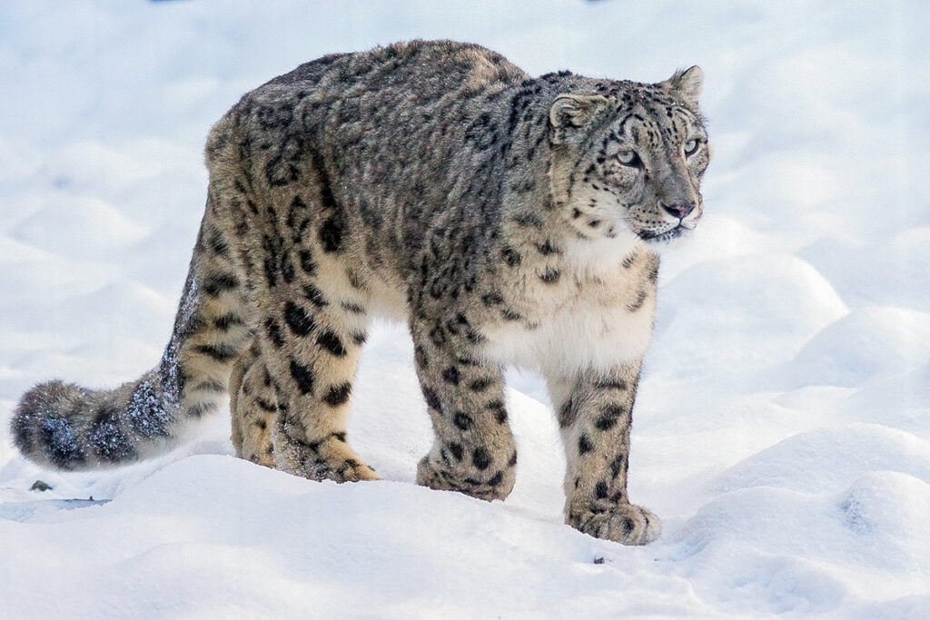 Leopardo de las nieves