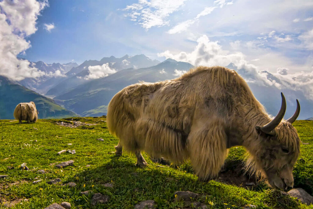 yaks pastando en Ladakh