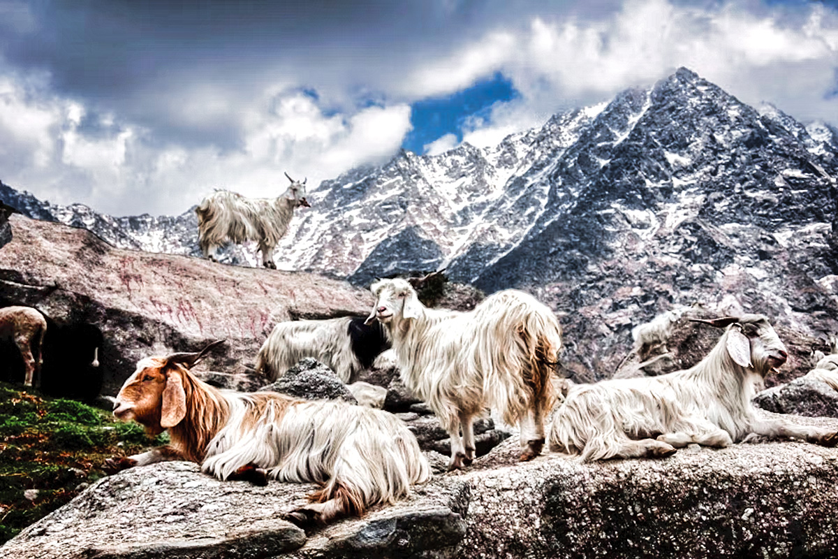 Cabras Pashmina Changthangi