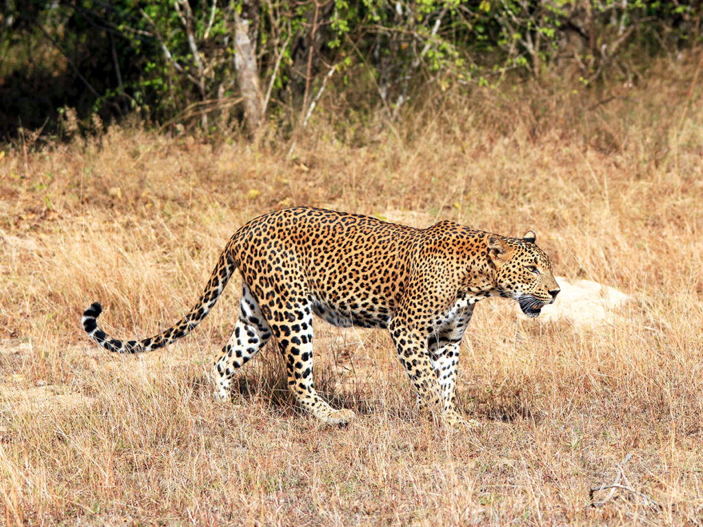 Leopardo Sri Lanka