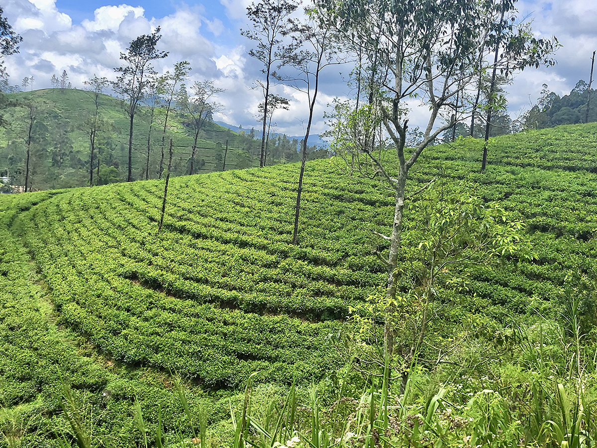 Plantación de Té