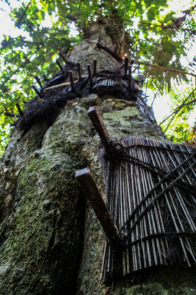 EXPEDICION FOTOGRAFICA A SULAWESI & JAVA