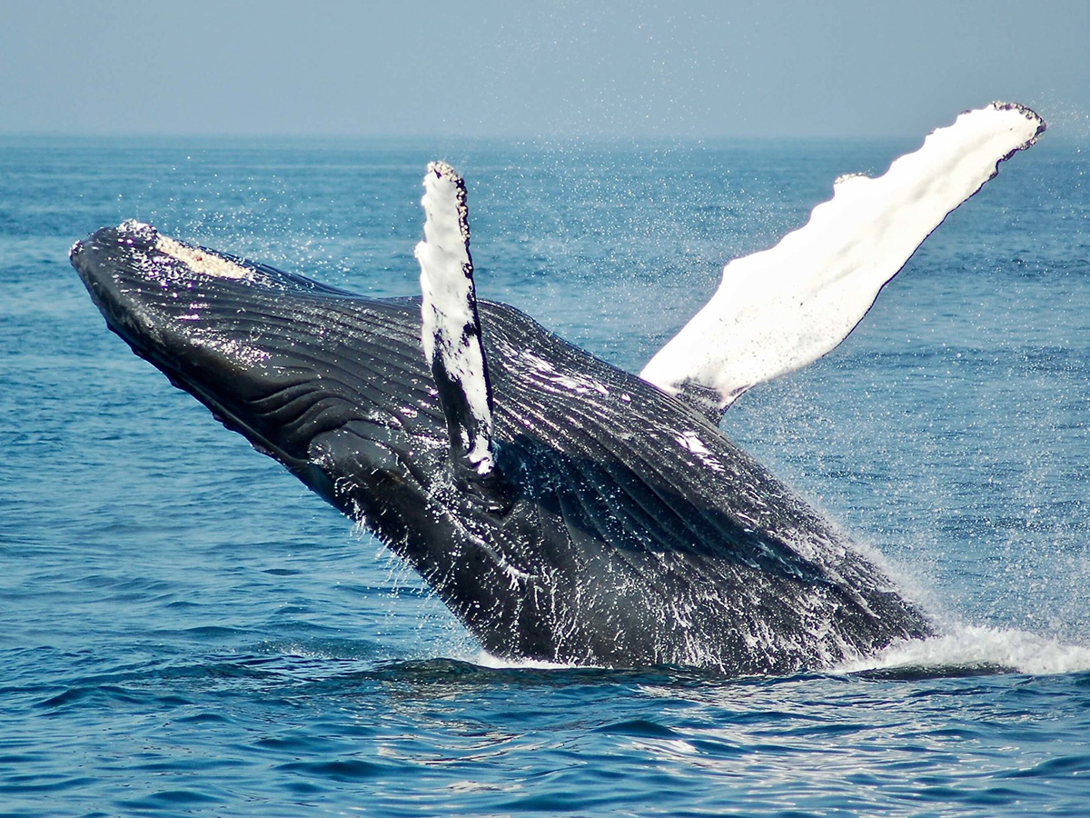 Ballena