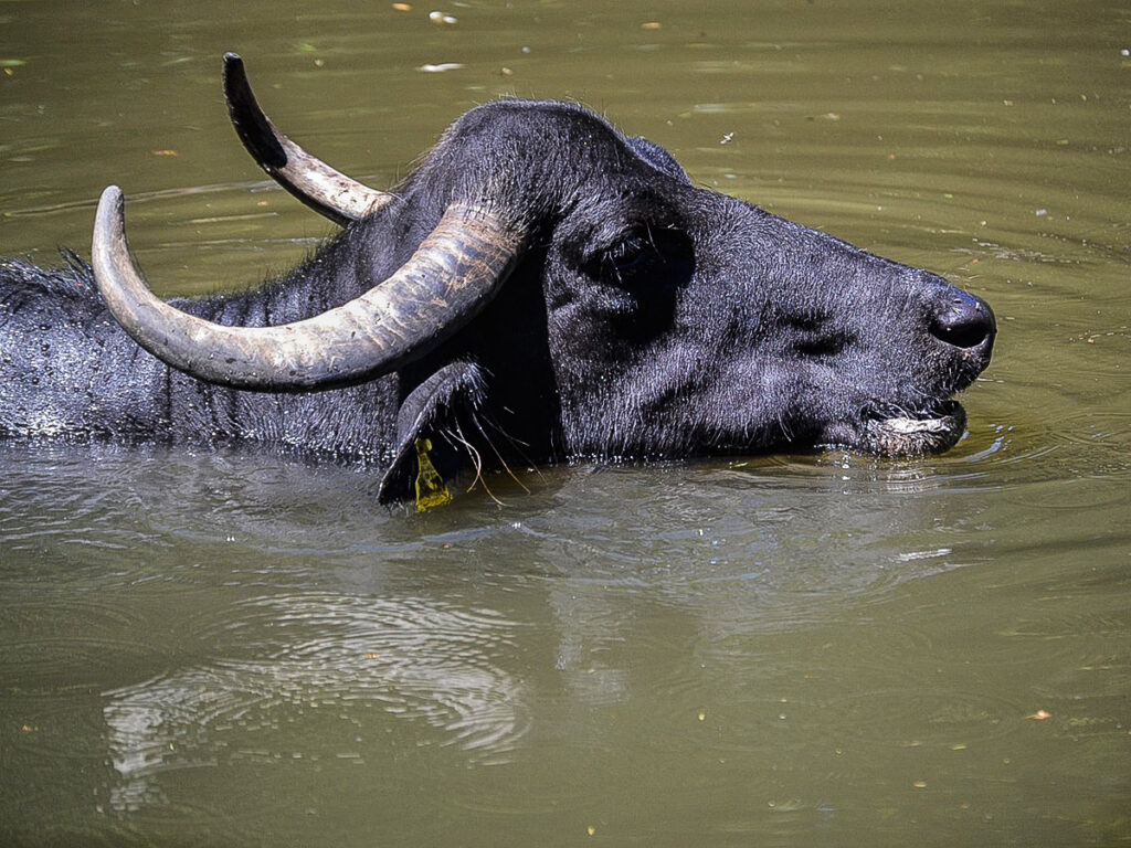 Bufalo de agua