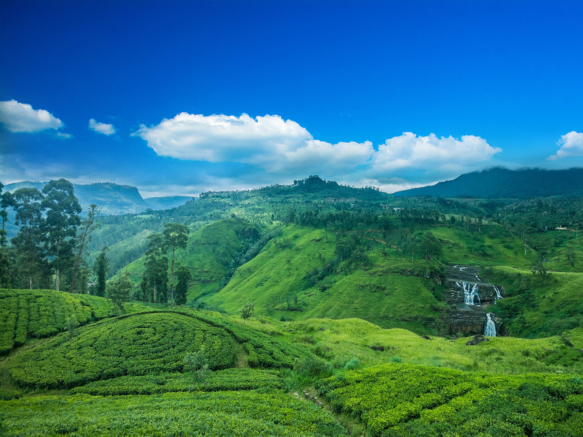 Campos de té