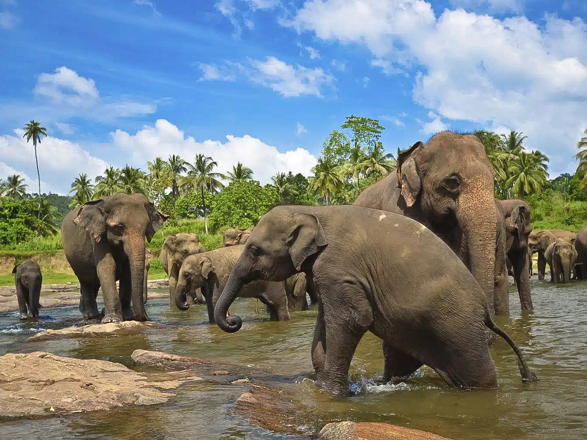 Elefantes en Udawalawe