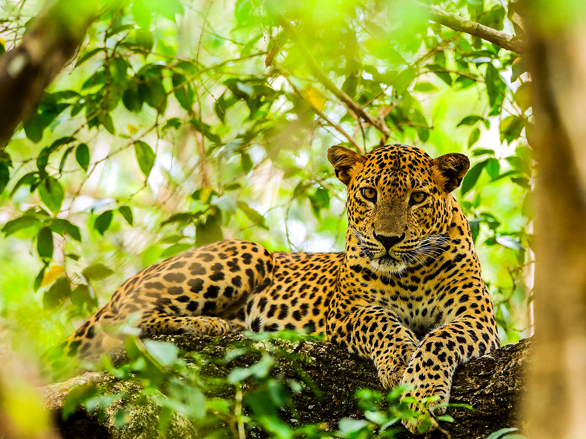 Leopardo