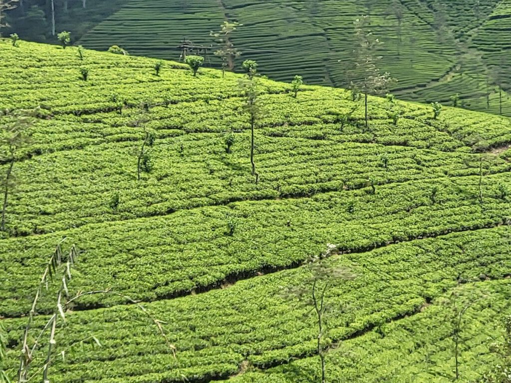 campos de plantaciones de te 