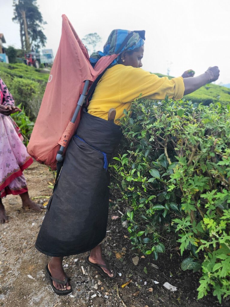 Recolectora de Té en Sri Lanka