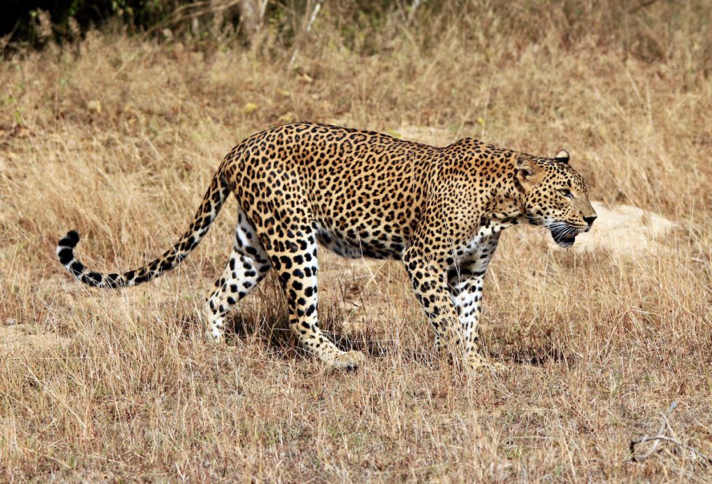 Sri Lankan Leopard 