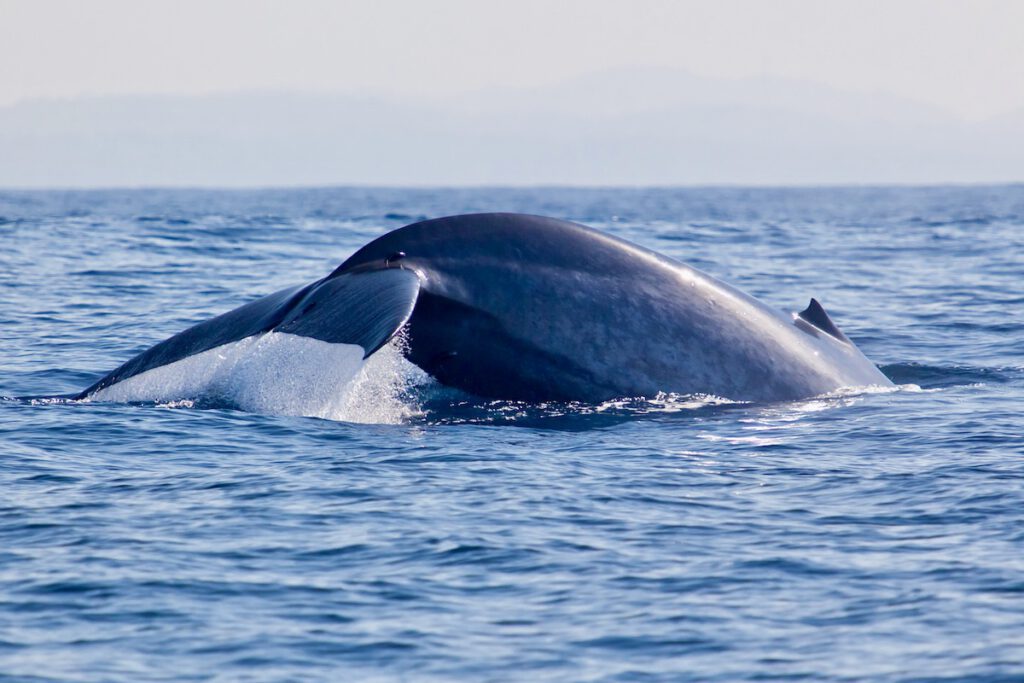 big blue whale sri lanka