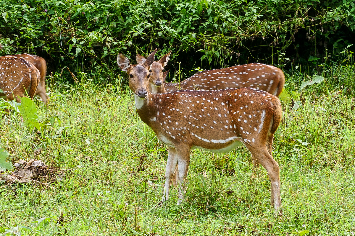 Kabini Nagarhole Sambar
