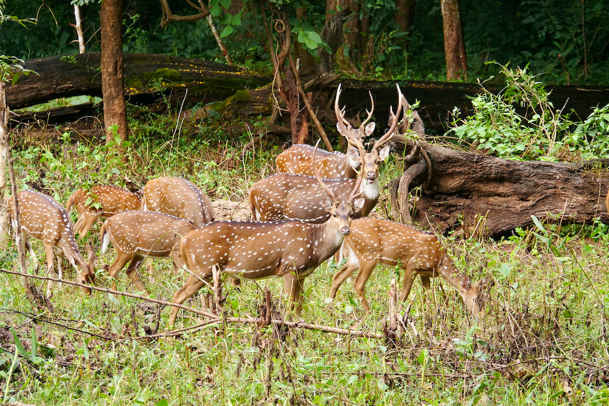 Ciervos en Kabini Nagarhole