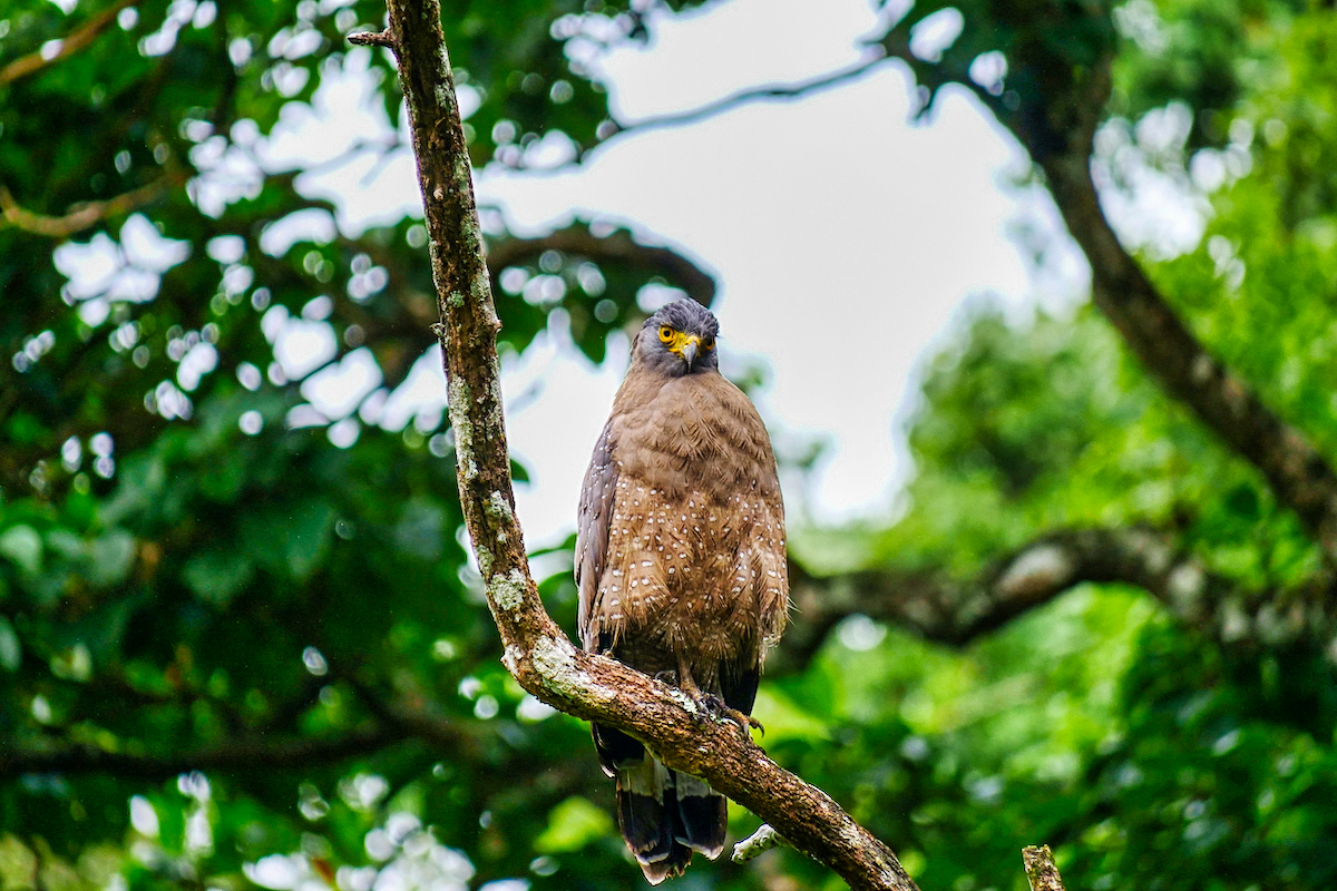 Kabini Nagarhole Aguila