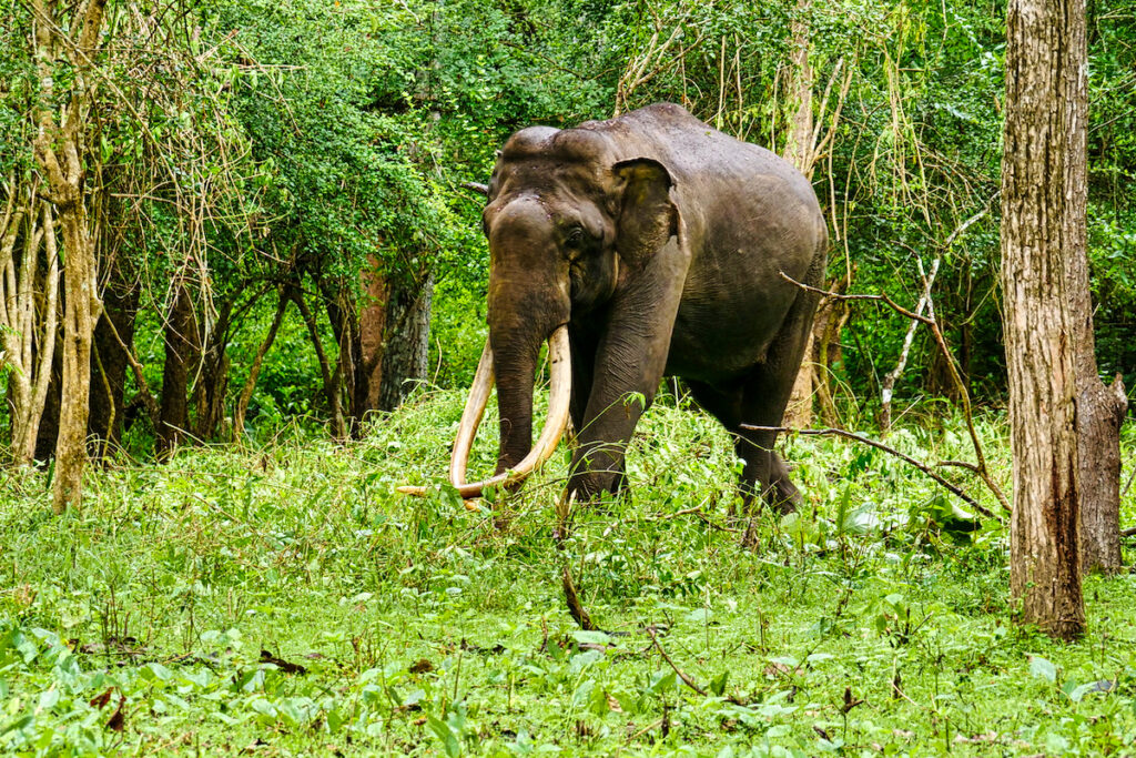 Kabini Nagarhole Elefante