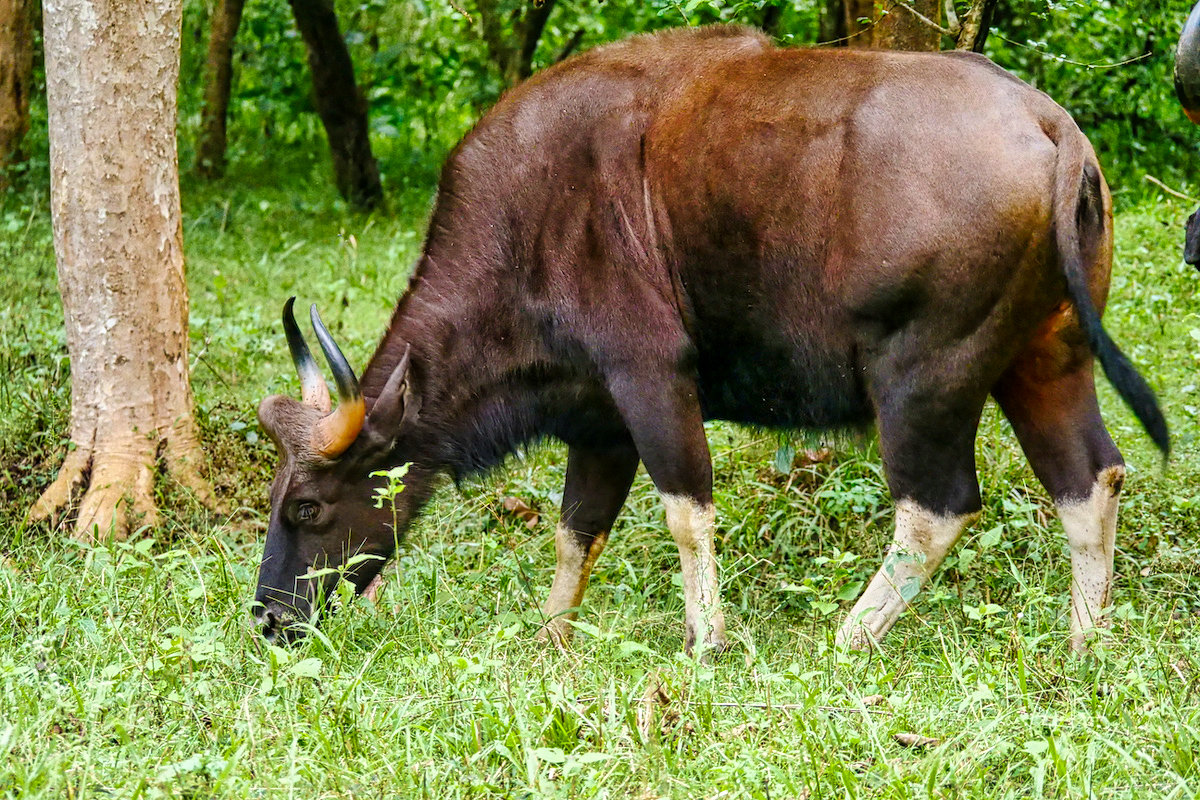 Kabini Nagarhole gaur indio