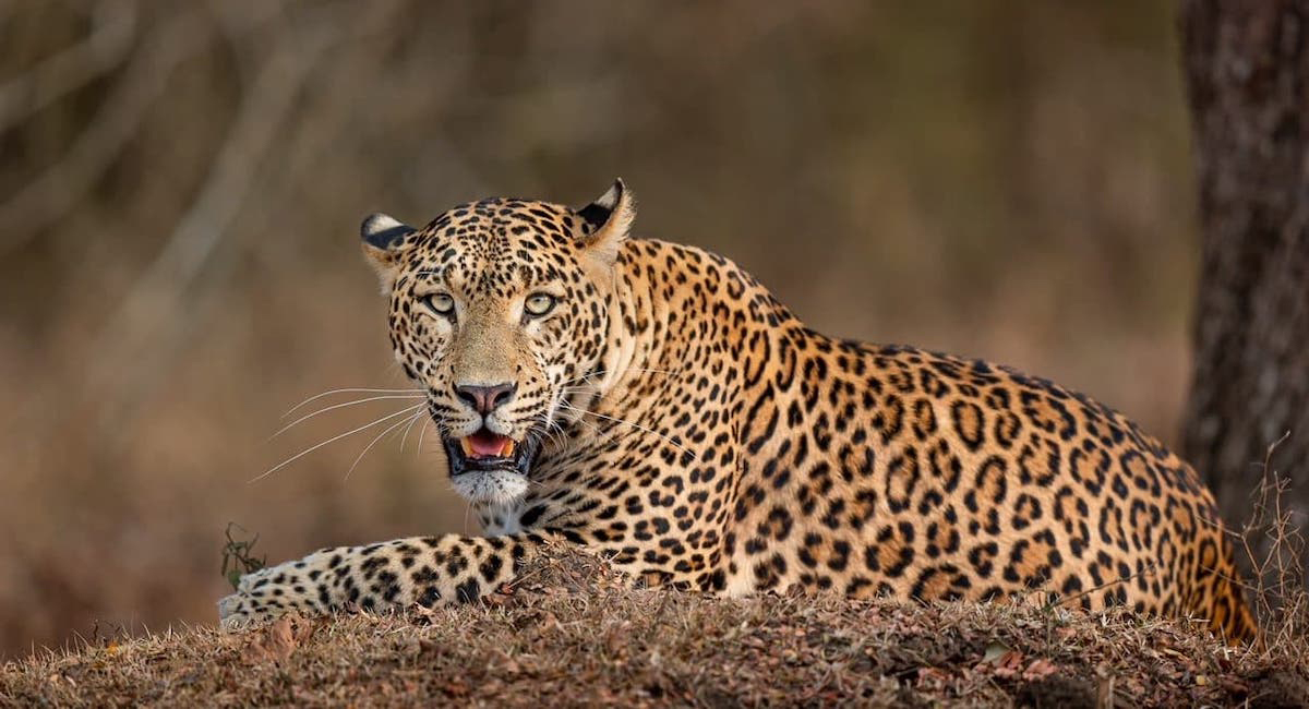 Kabini Nagarhole Leopardo