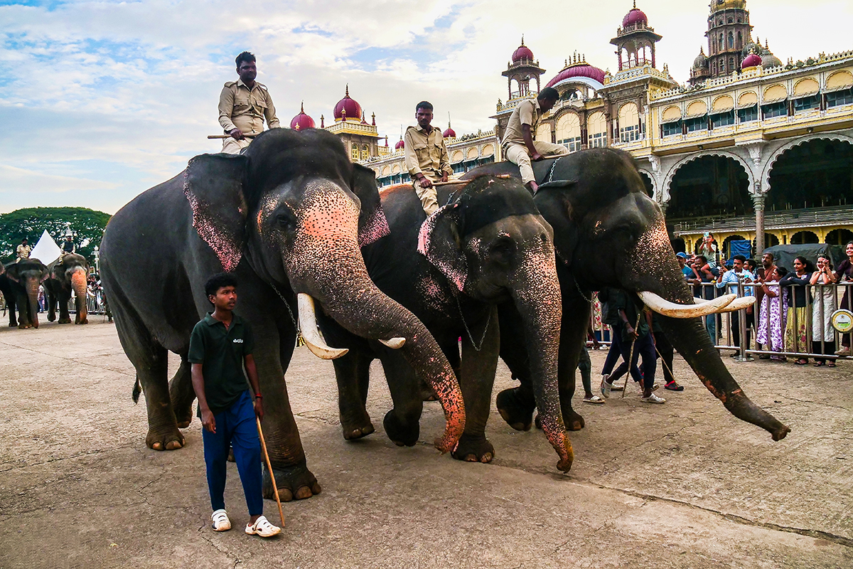 Mysore desfile elefantes