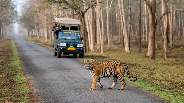 Podcast Viaje a  Bandipur y Kabini Nagarhole – India