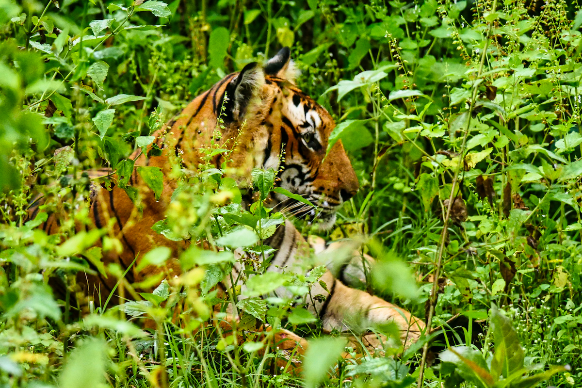Tigre Kabini Nagarhole