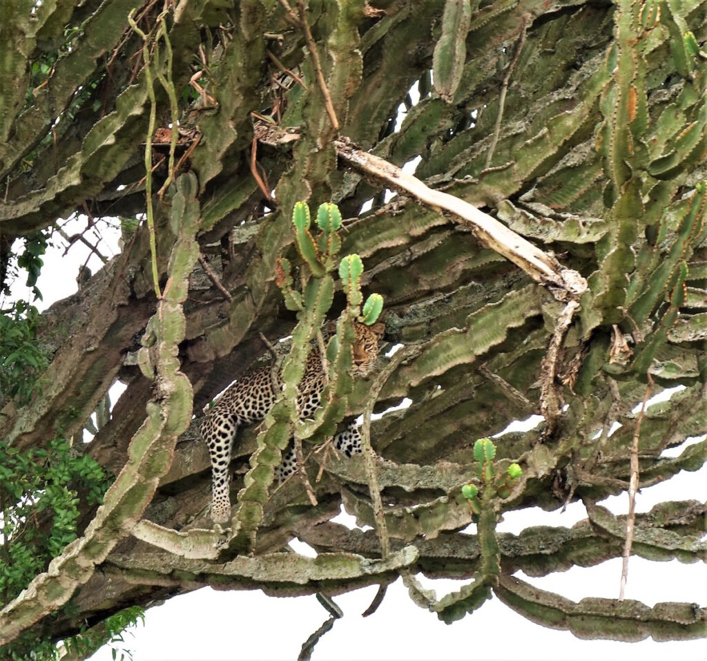 Leopardo Uganda
