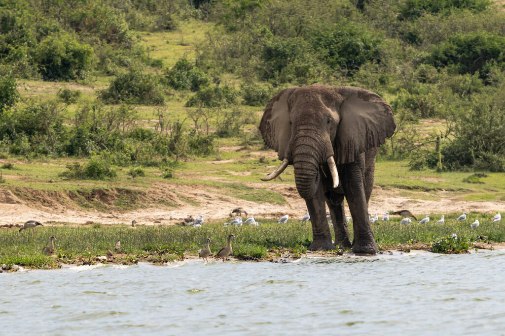 Elefante en uganda