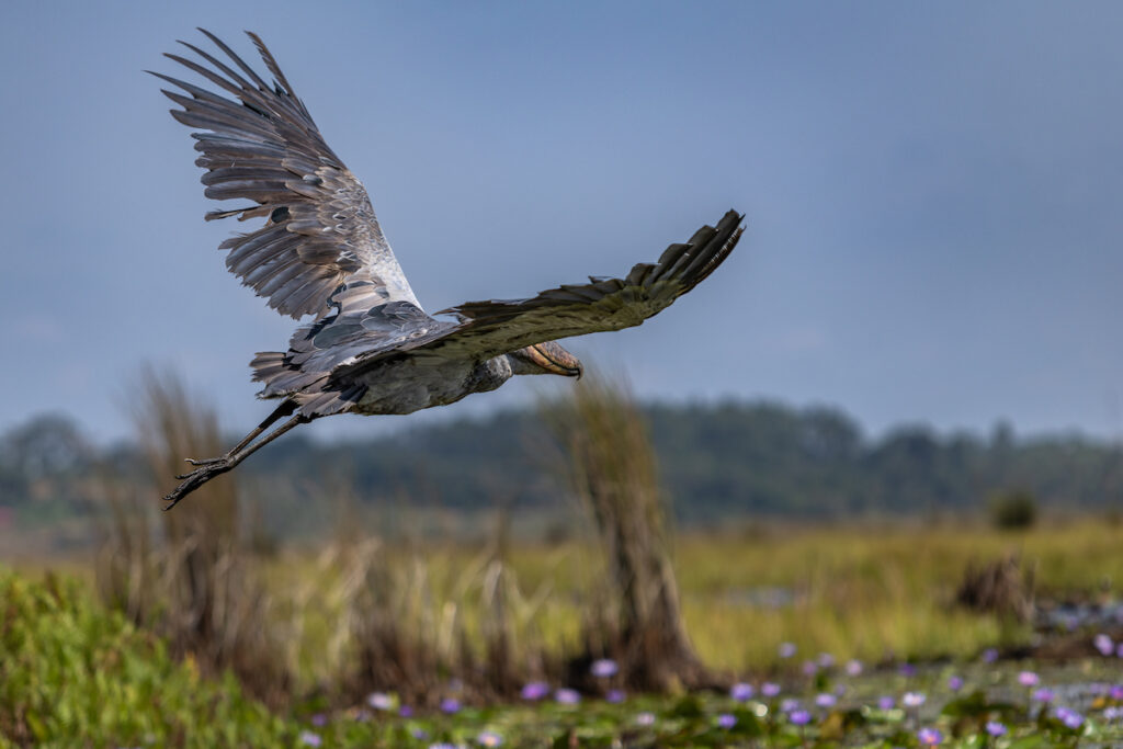 Cigüeña pico zapato