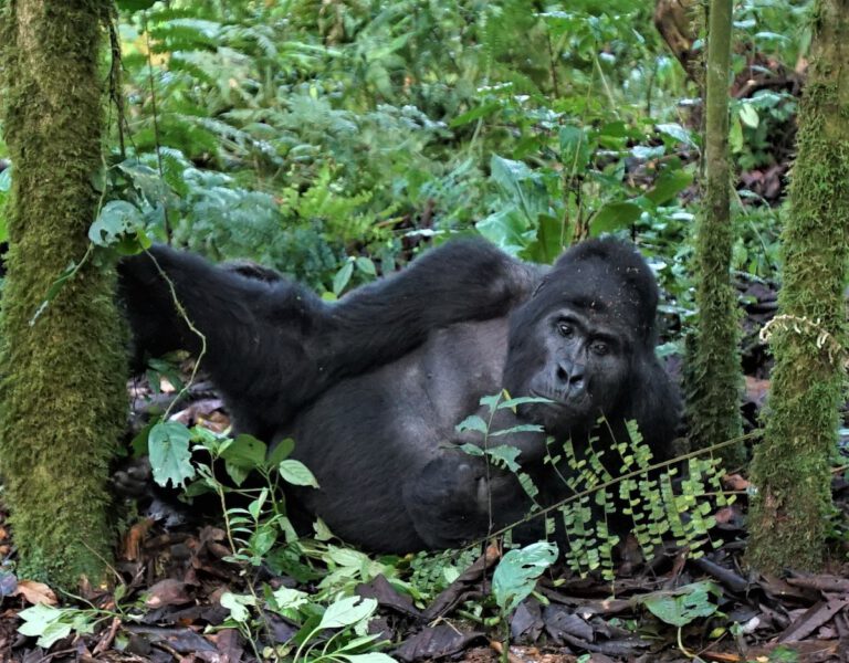 Podcast viaje safari fotográfico a Uganda