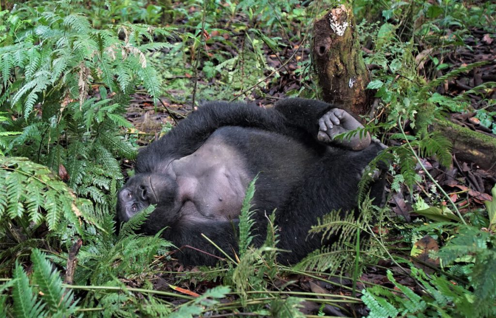Gorilla in Uganda