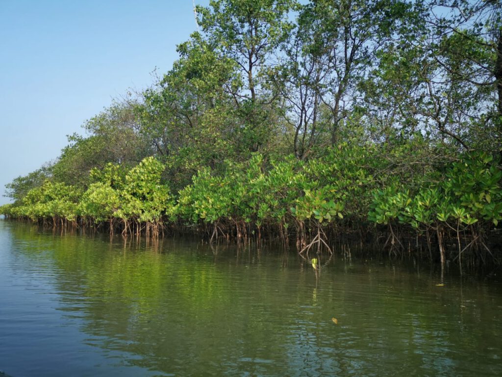 manglares de Pichavaram.jpg