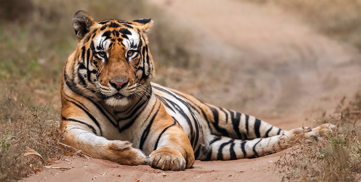 Tigre de bengala en Kahna