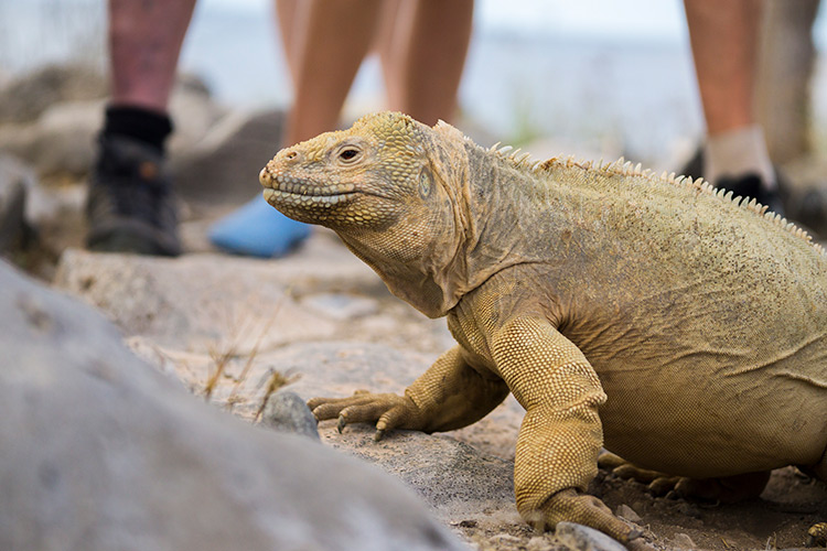 land iguana